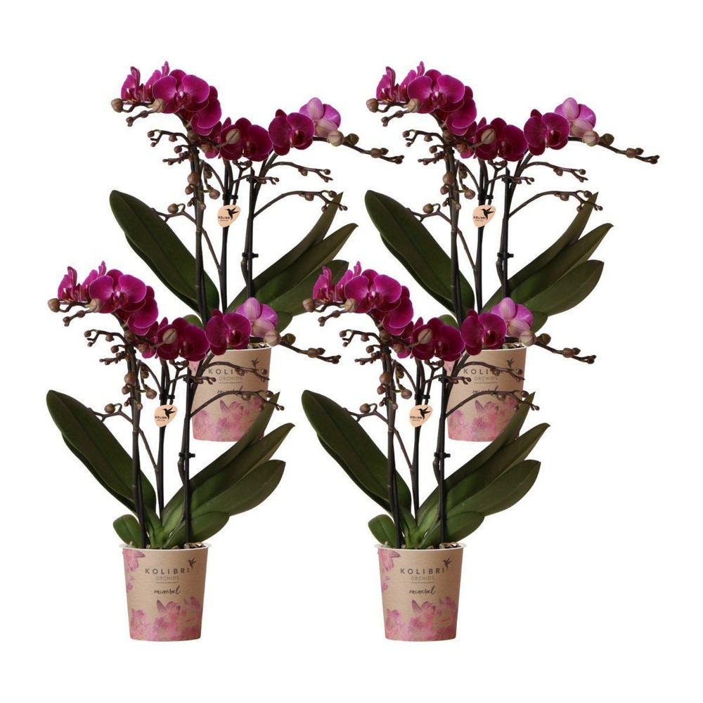 Offre spéciale : 4 orchidées phalaenopsis violettes fleuries cm - plante d'intérieur
