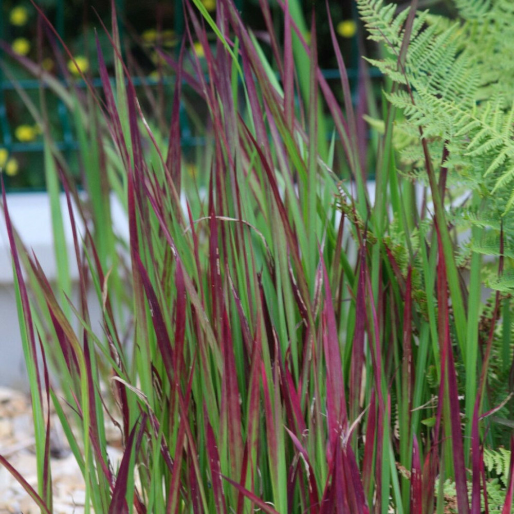 Impérate cylindrique red baron godet - 5/20 cm