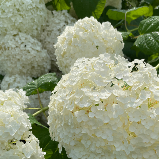 Hortensia arb strong annabelle - hydrangea arb strong annabelle 35/40 cm pot 3l