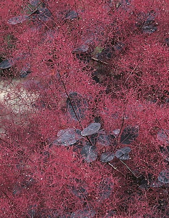 Arbre à perruque 'lilla' pot de 3l/4l