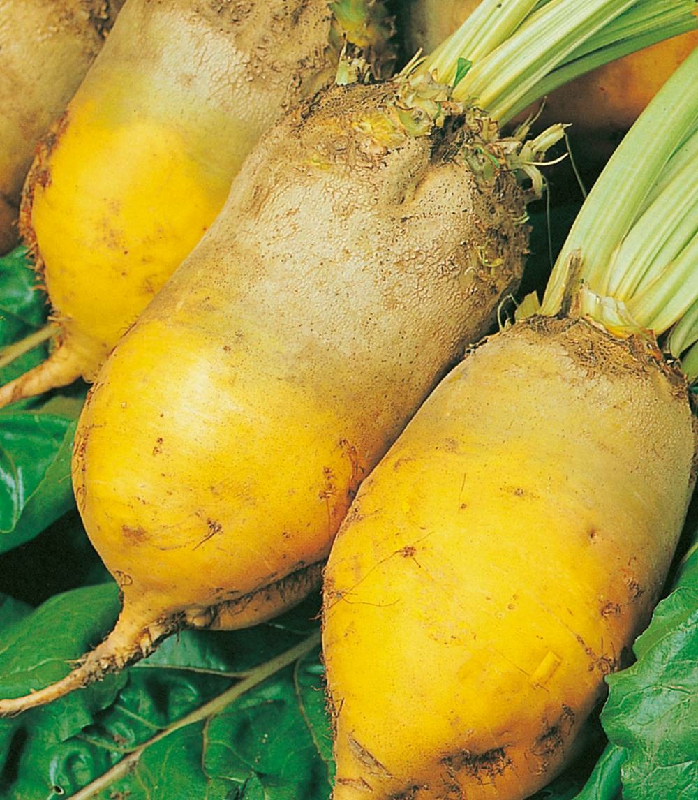 Betterave jaune d'eckendorf - 250 g