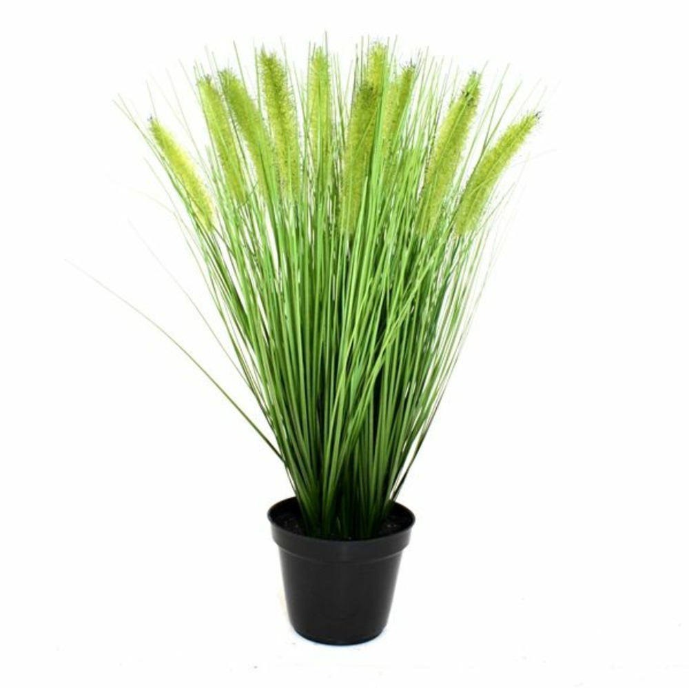 Piquet de pennisetum d'herbe 50cm en pot