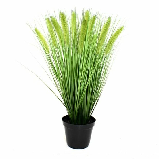 Piquet de pennisetum d'herbe 50cm en pot