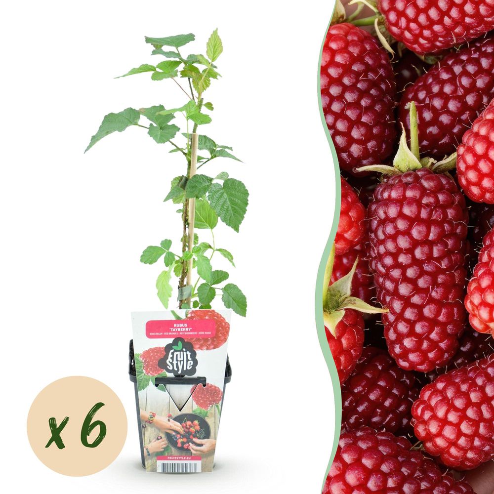Mûre - lot de 6 - pot 9 cm - hauteur 35 cm