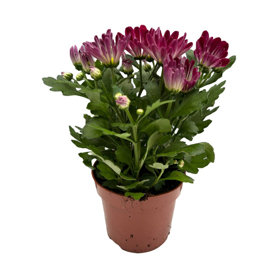 Chrysanthème bicolore rose et blanc pot 9 cm
