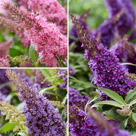 Buddleja davidii butterfly candy trio little purple, litttle pink, little lila - arbres aux papillons nains pot de 4l/5l