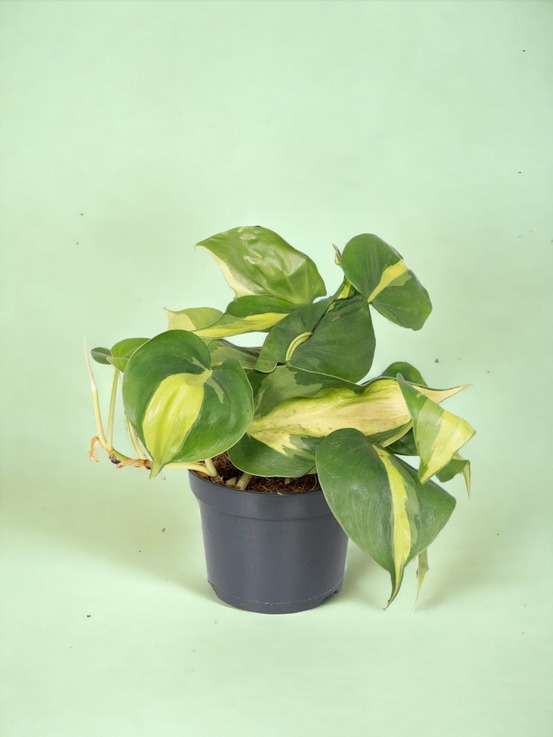 Philodendron scandens brasil - h15 cm, ø12 cm - plante tombante