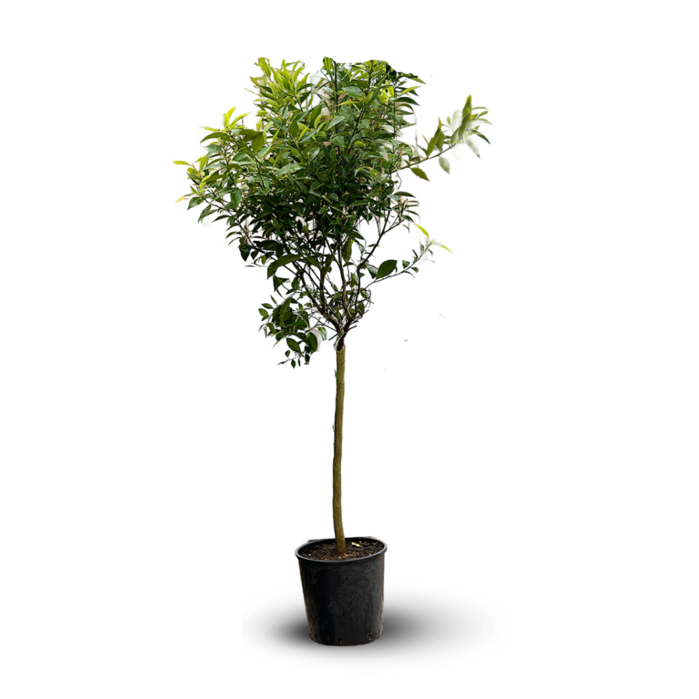 Mandarinier - agrume méditerranéen - arbre fruitier - ↕ 120-130 cm - ⌀ 24 cm