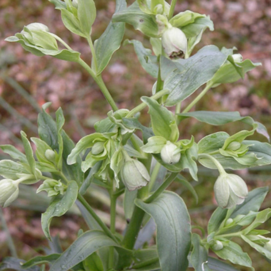 Hellébore foetidus lot de 3 godets