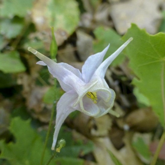 Fleur des elfes pauciflorum godet de 8/9 cm