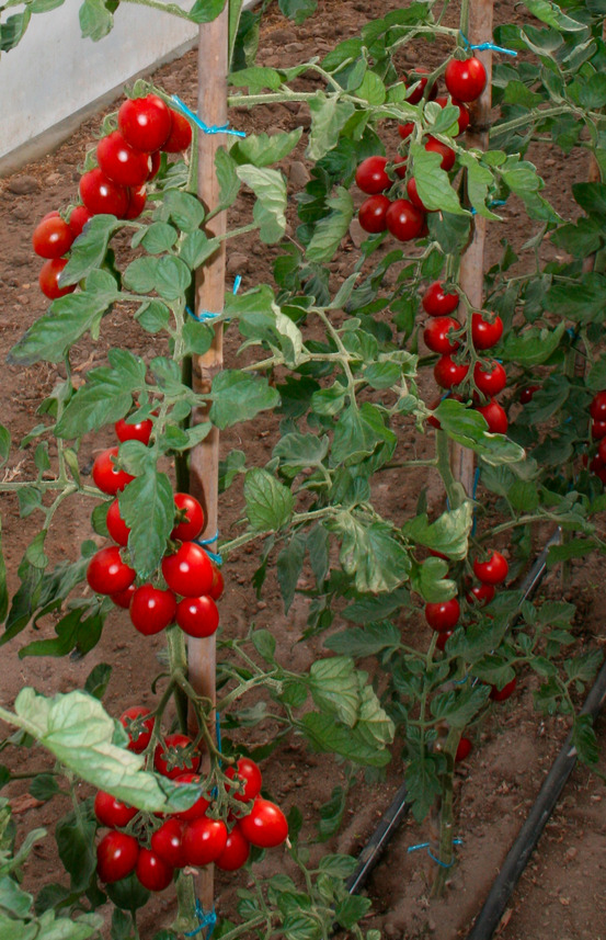 Plant de tomate cerise melange f1 cookie pot 0,5 l