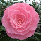 Camellia 'nuccio's cameo' : 35 l (rose saumon)