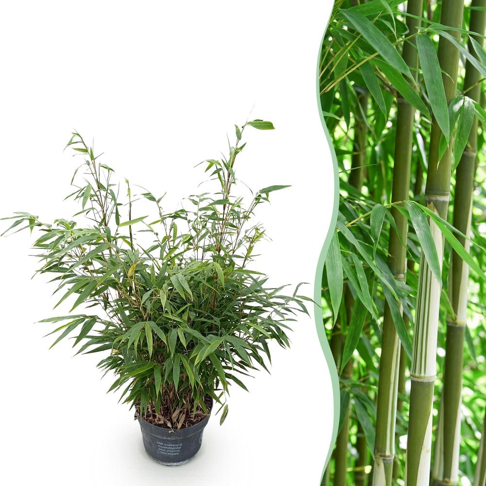Bambou fargesia pingwu - pot 23 cm - hauteur 80 cm