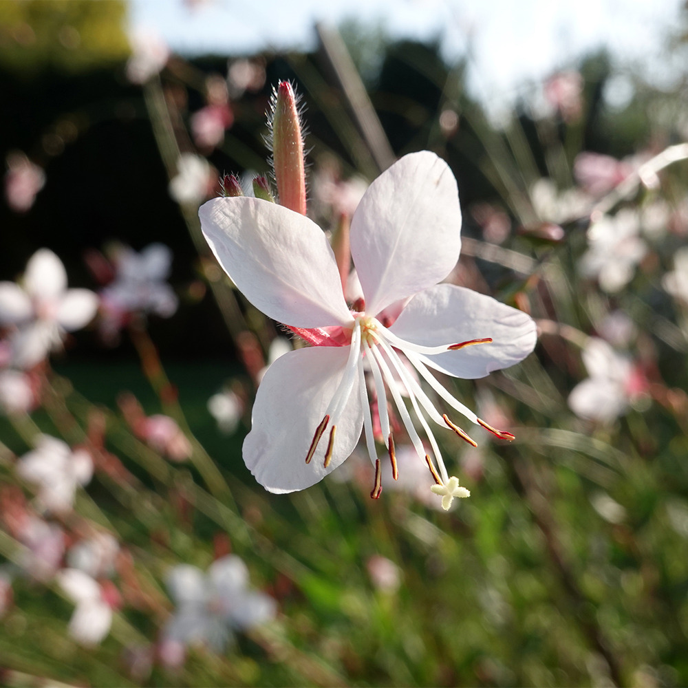 Gaura lindheimeri 'whirling butterflies' pot de 2l/3l
