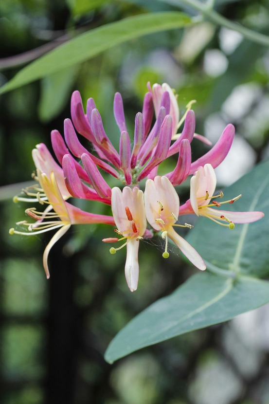 Lonicera periclymenum 'belgica' - h65 cm - ø15 cm