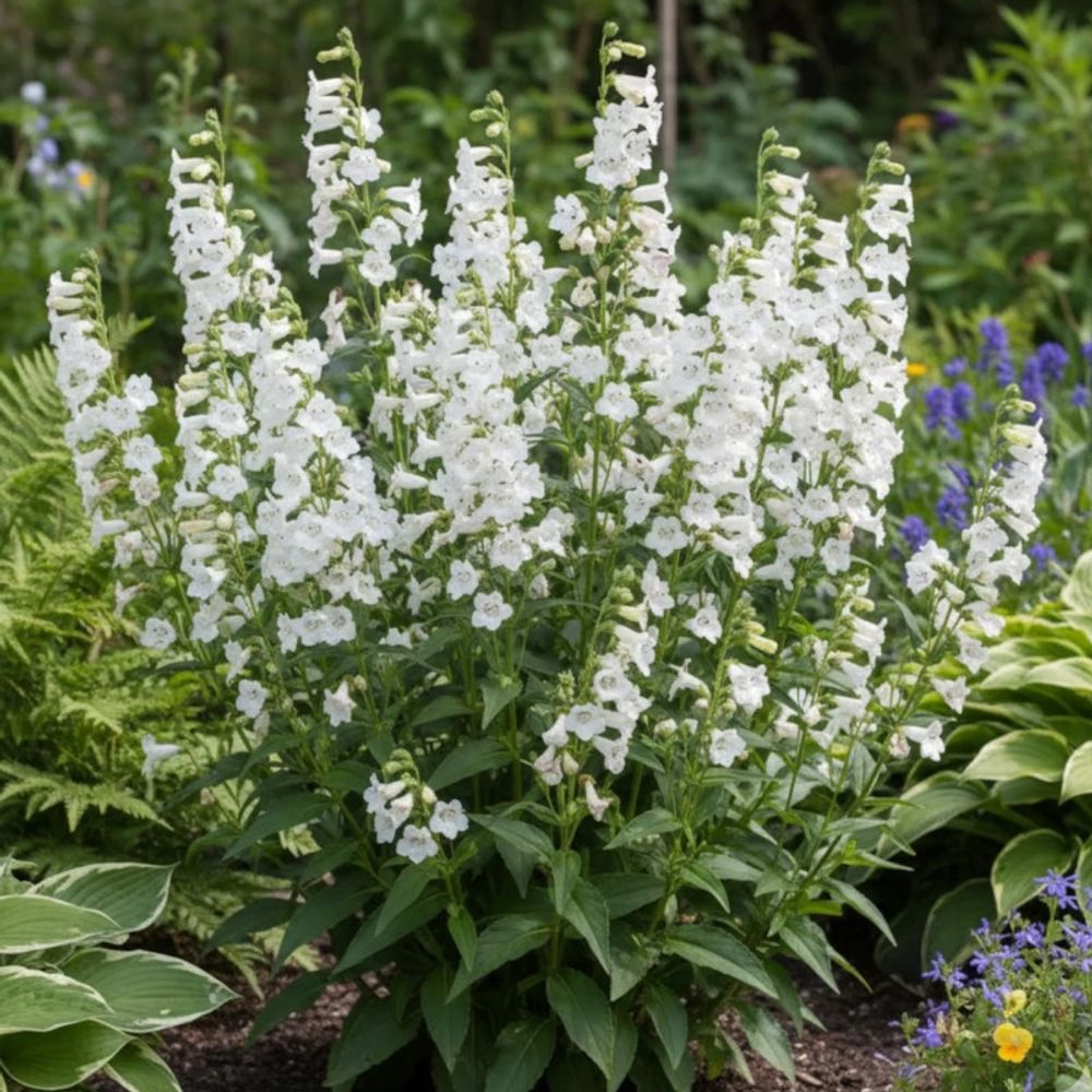 Penstemon white bedder godet - 5/20 cm