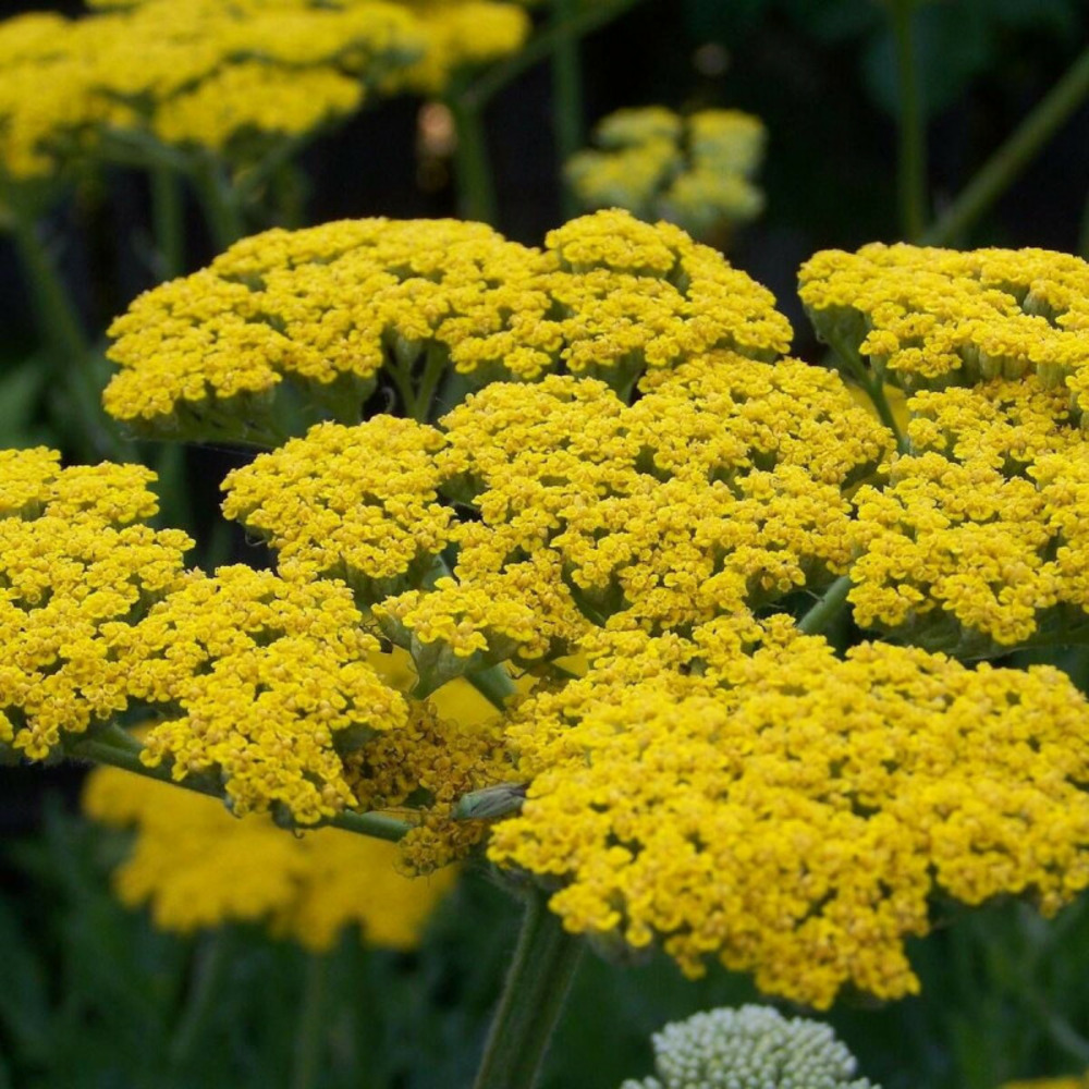 Achillée à feuilles de fougère cloth of gold lot de 3 godets
