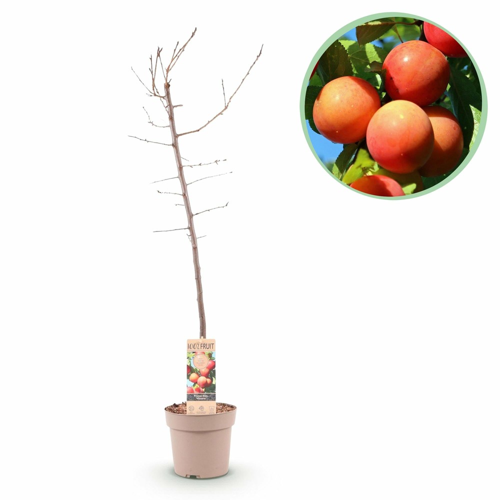 Arbre fruitier - pomme rose-orange - h90 cm - ø21 cm