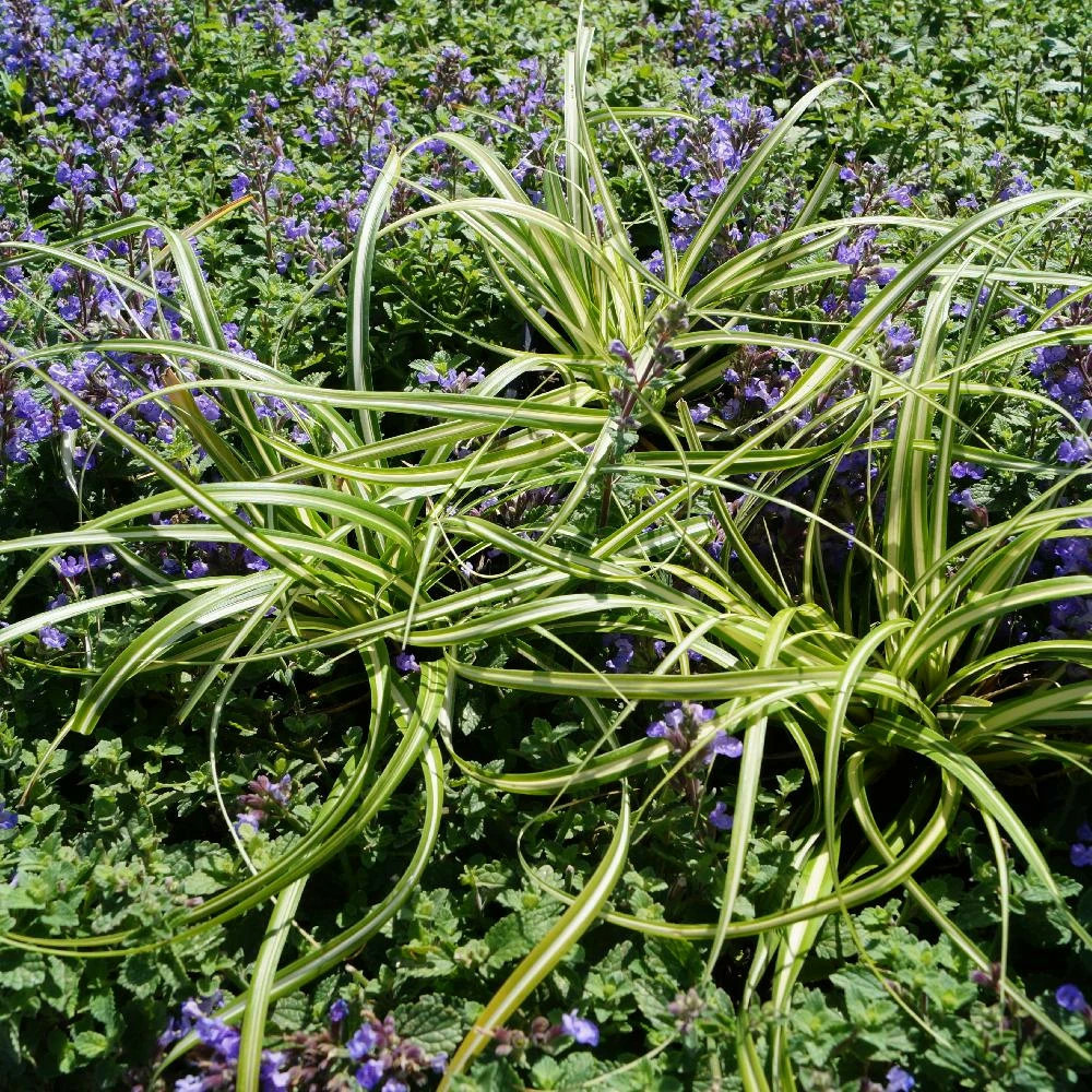 Laîche d'oshima ice cream lot de 5 godets