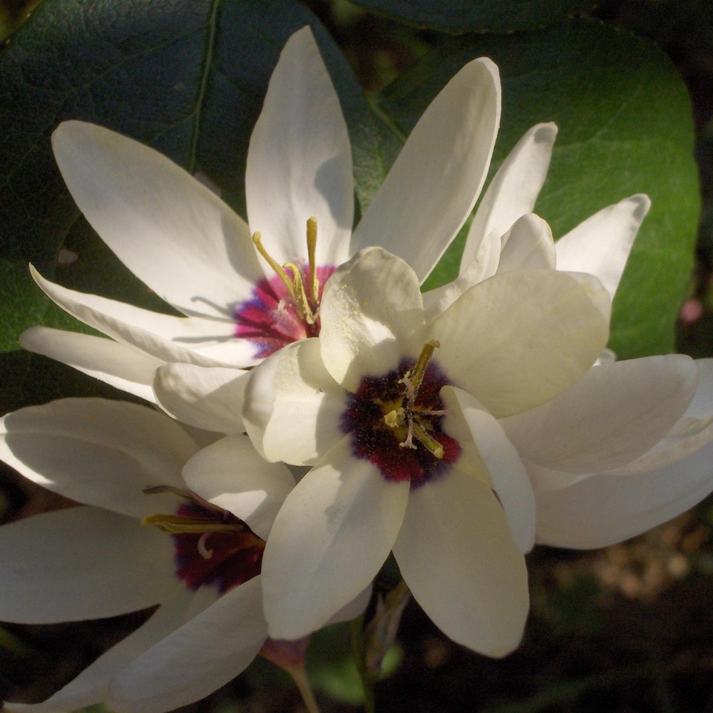 Lis d'afrique 'giant' bulbe calibre 5+ (par 10)
