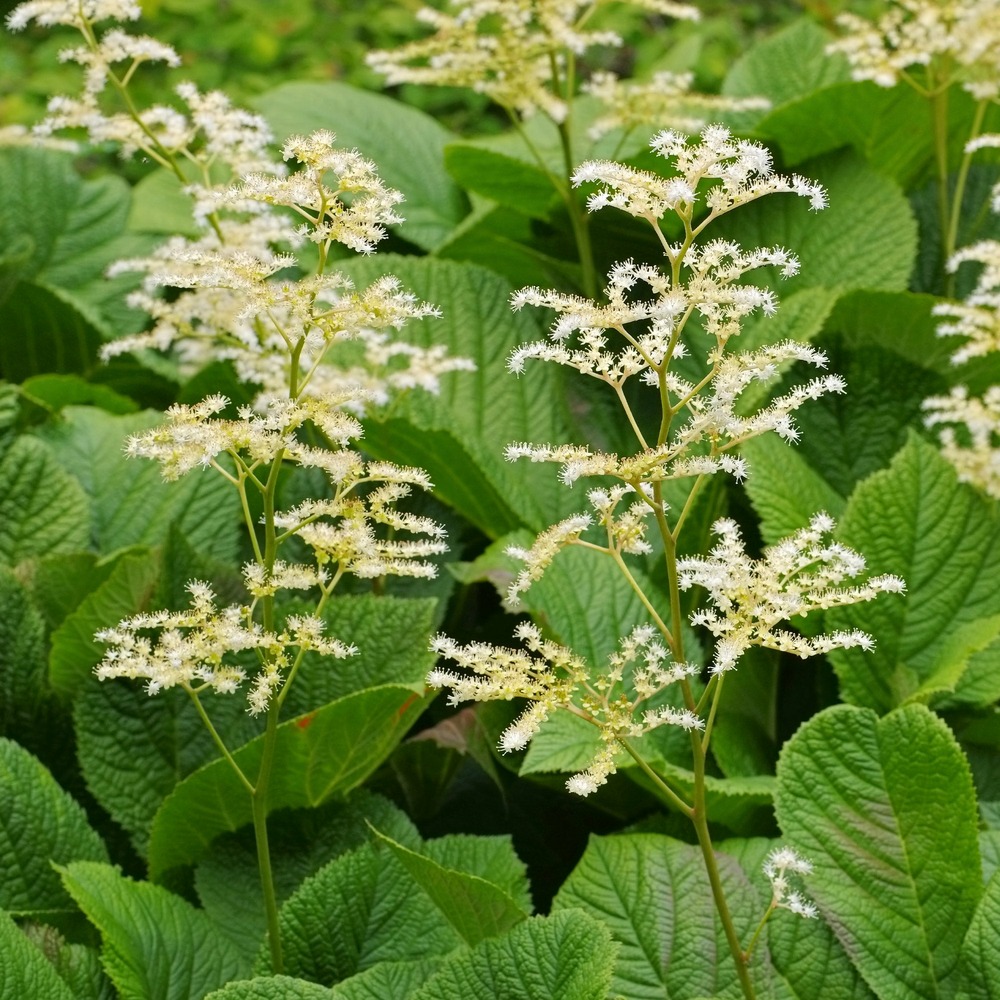 Rodgersia à feuilles de marronnier - le pot / ø 9cm
