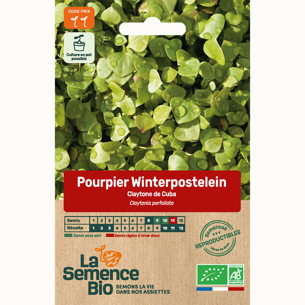 Pourpier winterpostlein claytone de cuba - graines bio