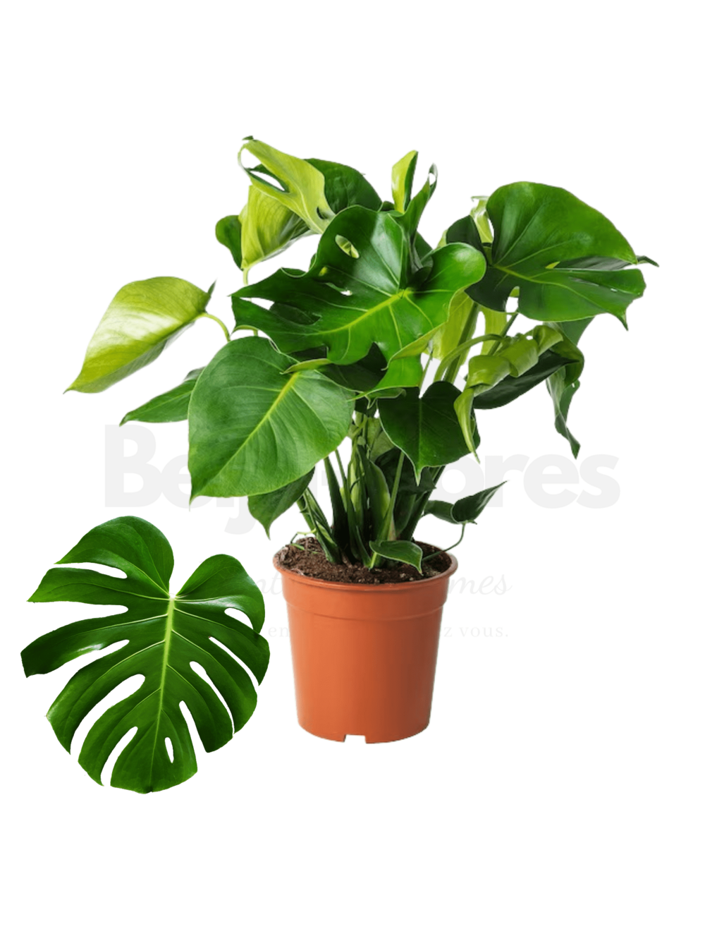 Monstera deliciosa h-55/70cm