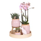 Orchidées Colibri - Ensemble complet de plantes roses vintage - Plantes vertes avec orchidée phalaenopsis rose
