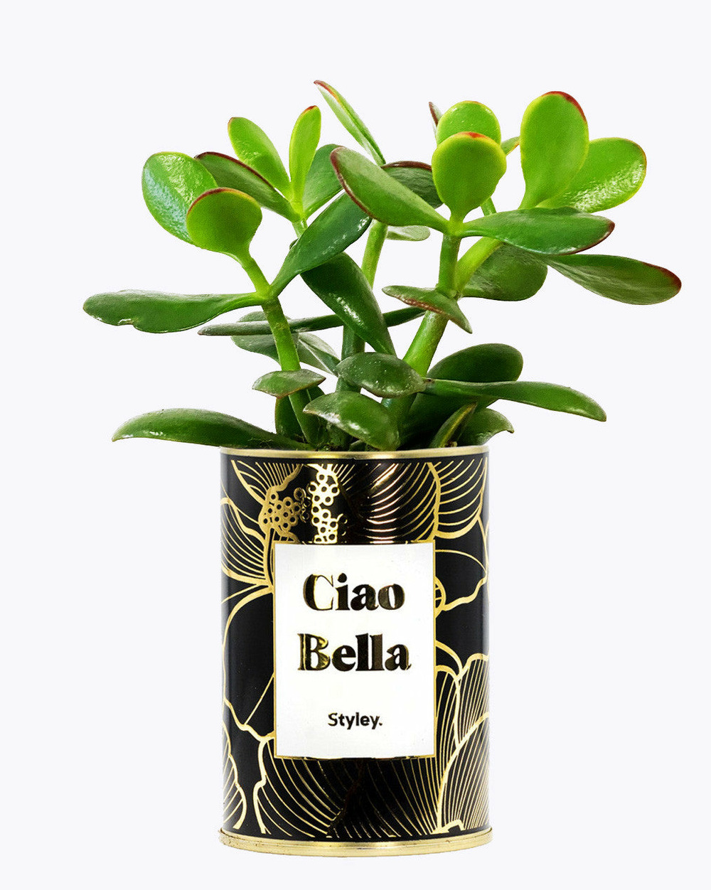 Plante personnalisée - ciao bella - cactus - finitions gold