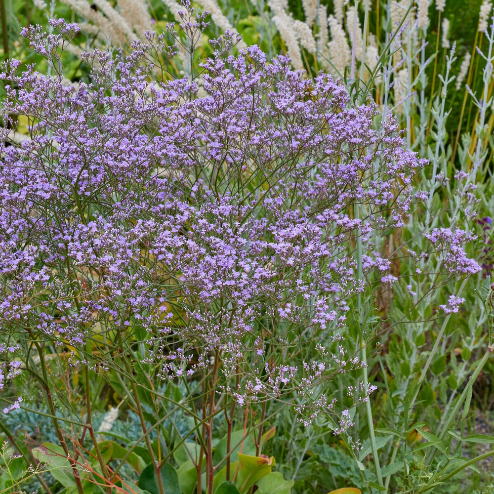 Statice vivace - le pot / ø 9cm