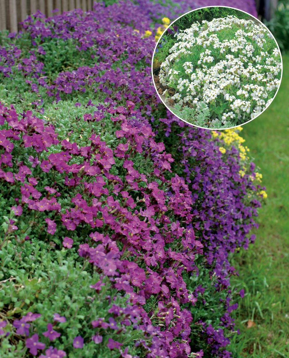Offre aubrietias plante vivace - 6 godets