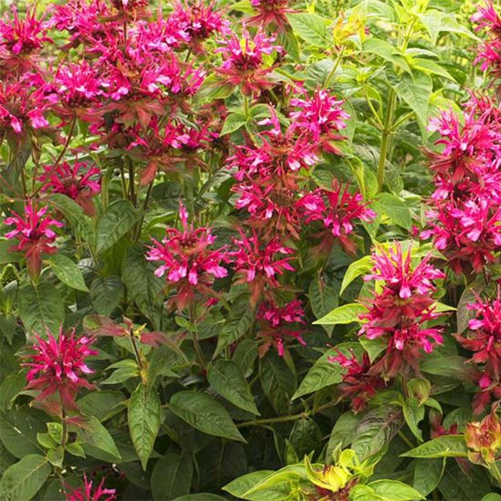 Monarde 'dancing bird' godet de 8/9 cm