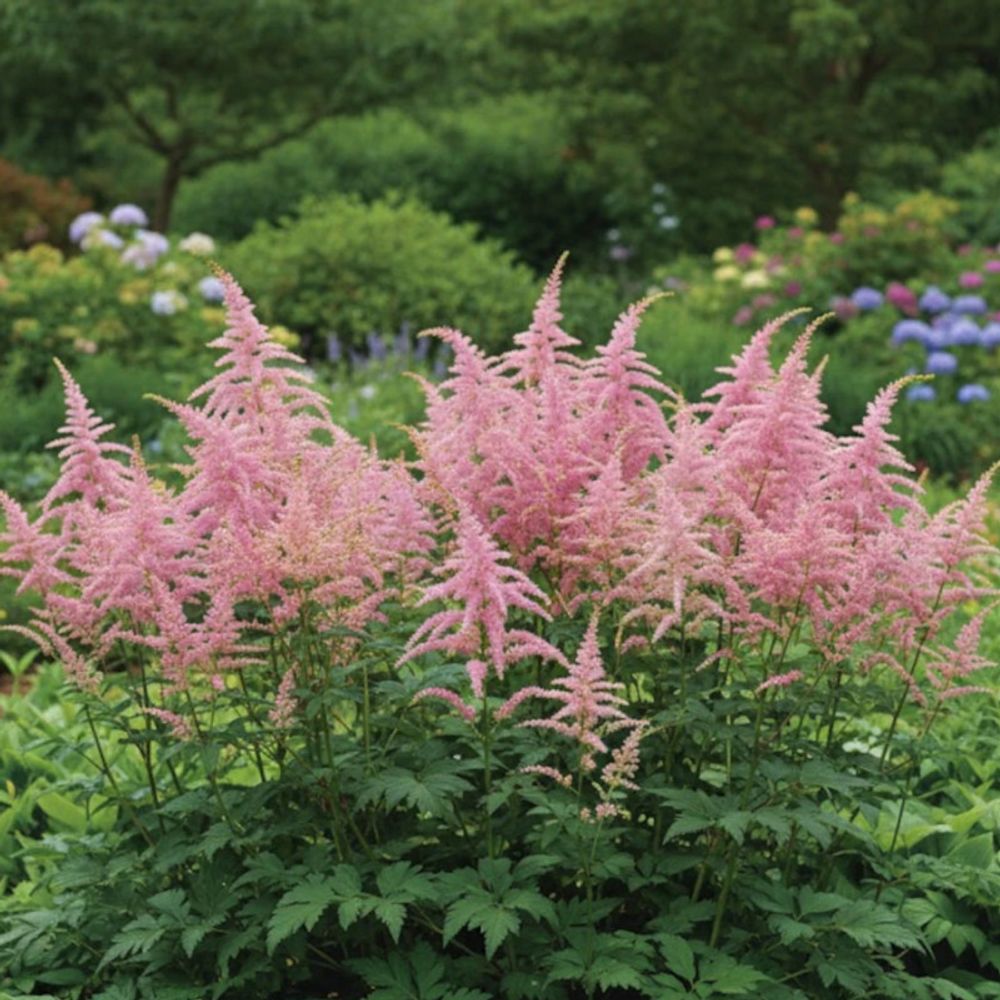 Astilbe d'arends bressingham beauty lot de 9 godets