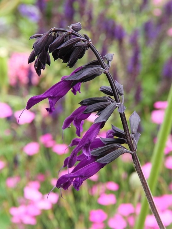 Sauge 'amistad' godet de 8/9 cm