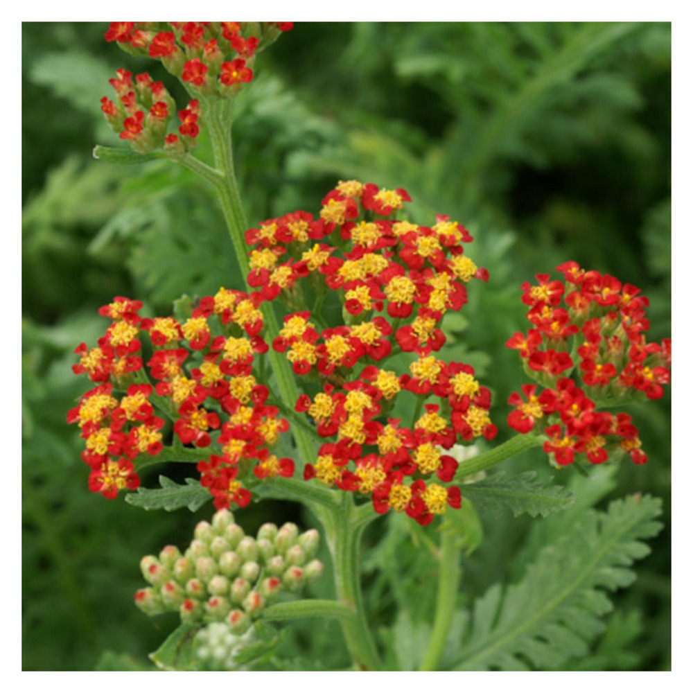 Achillée walter funcke godet - 5/20 cm