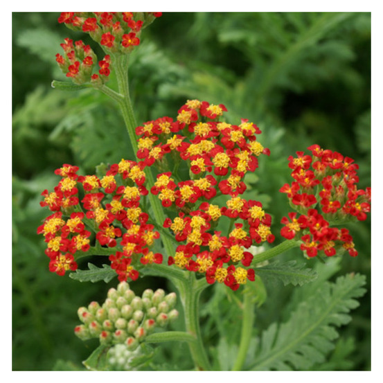 Achillée walter funcke godet - 5/20 cm