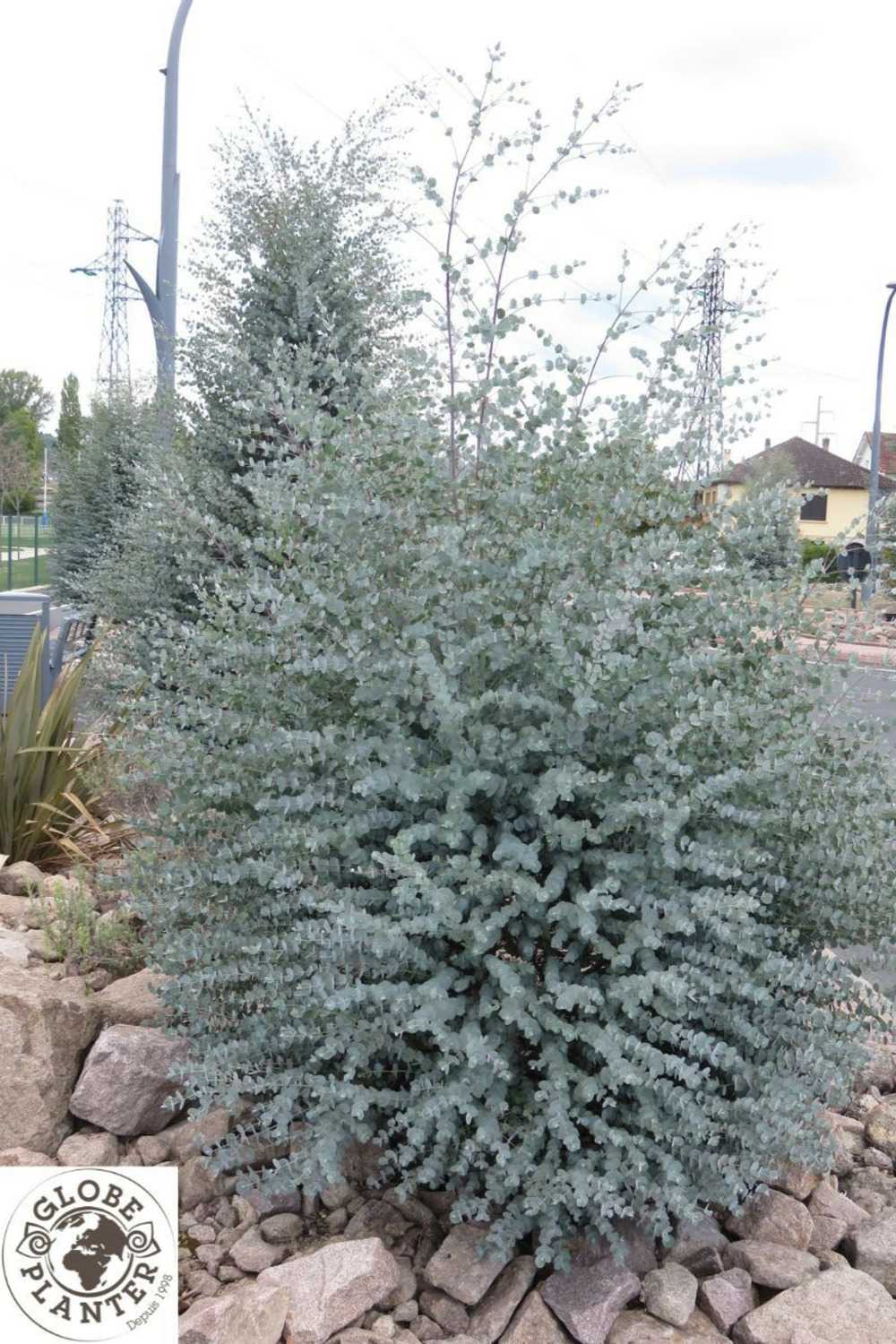Eucalyptus azura ? Cagire' - en pot de 3 litres