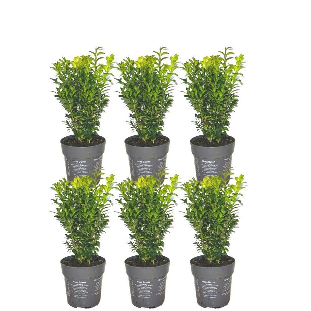 Lot de 6 - 1 m buxus sempervirens haag - h250 cm