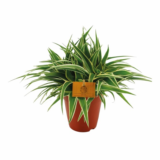 Chlorophytum ocean - h25 cm - ø15 cm
