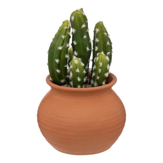 Cactus en pot