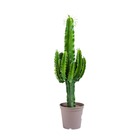 Cactus / euphorbia 50/100cm