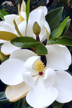 Magnolia d'été 'little gem' - en conteneur