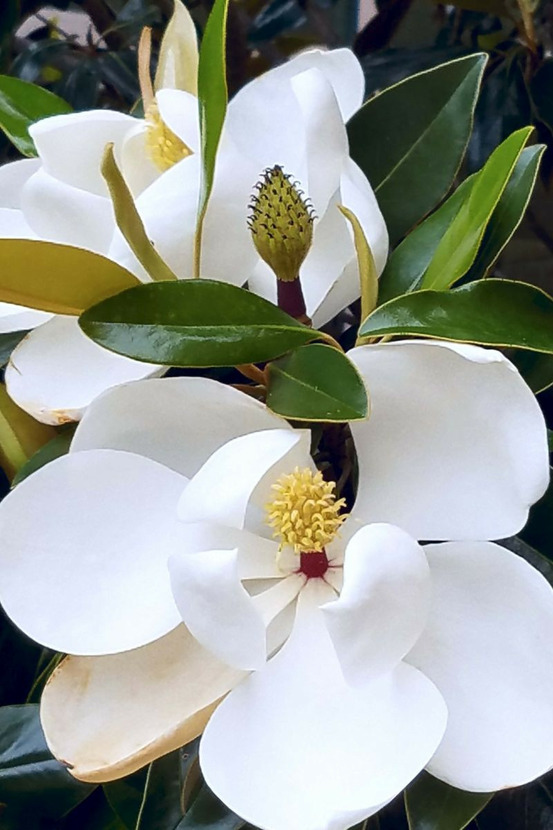 Magnolia d'été 'little gem' - en conteneur