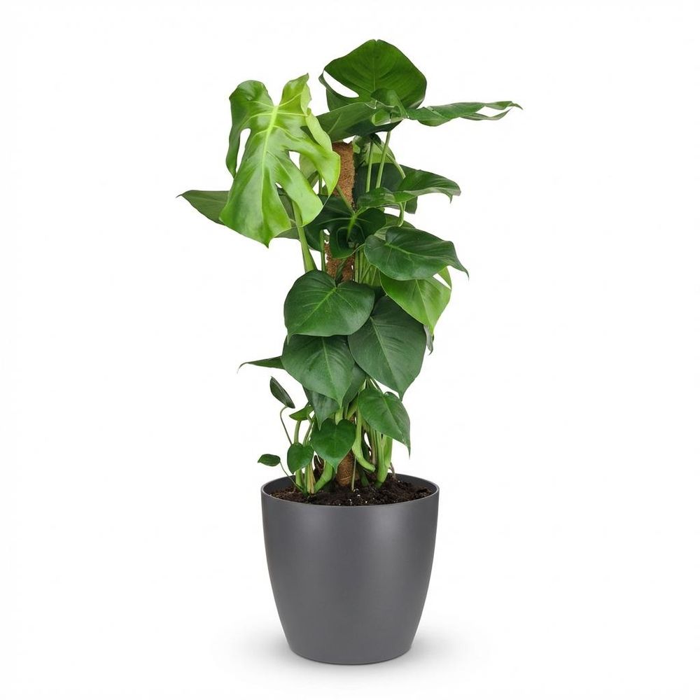 Monstera deliciosa avec tuteur - pot de 19cm - hauteur 90cm - plantes d'intérieur