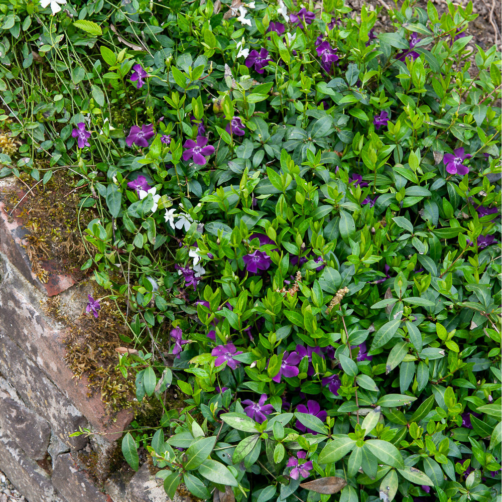 Petite pervenche atropurpurea - le pot / ø 9cm