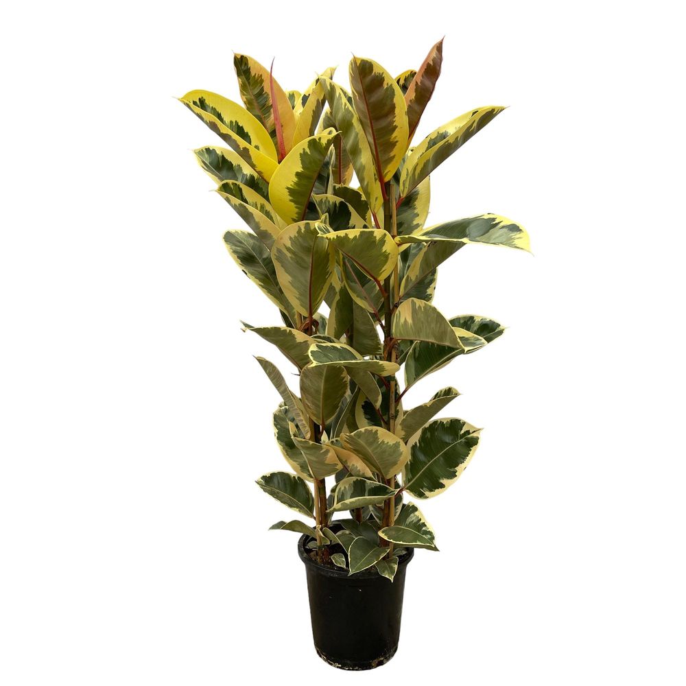 Ficus elastica - plantes d'intérieur
