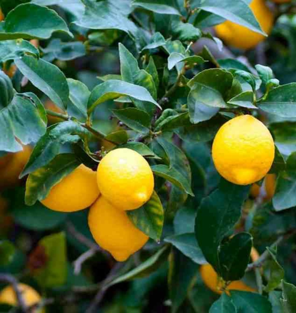 Collection d'agrumes specimen