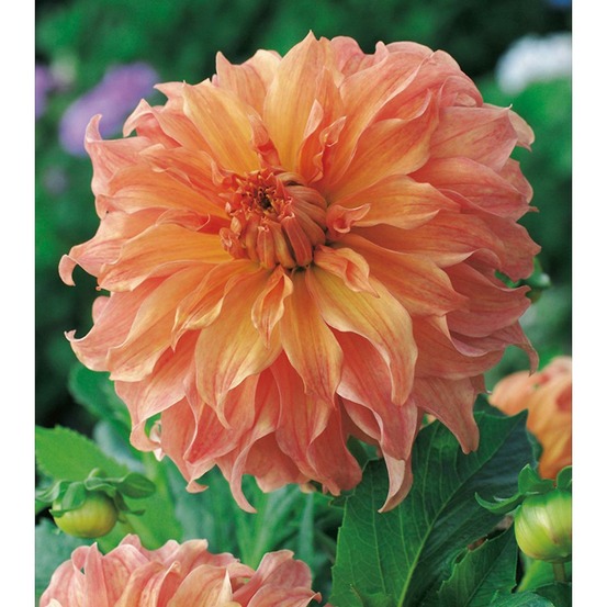 Dahlia deco babylon bronze - 1 bulbe