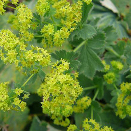 6 x alchémille commune - alchemilla mollis - godet 9cm x 9cm