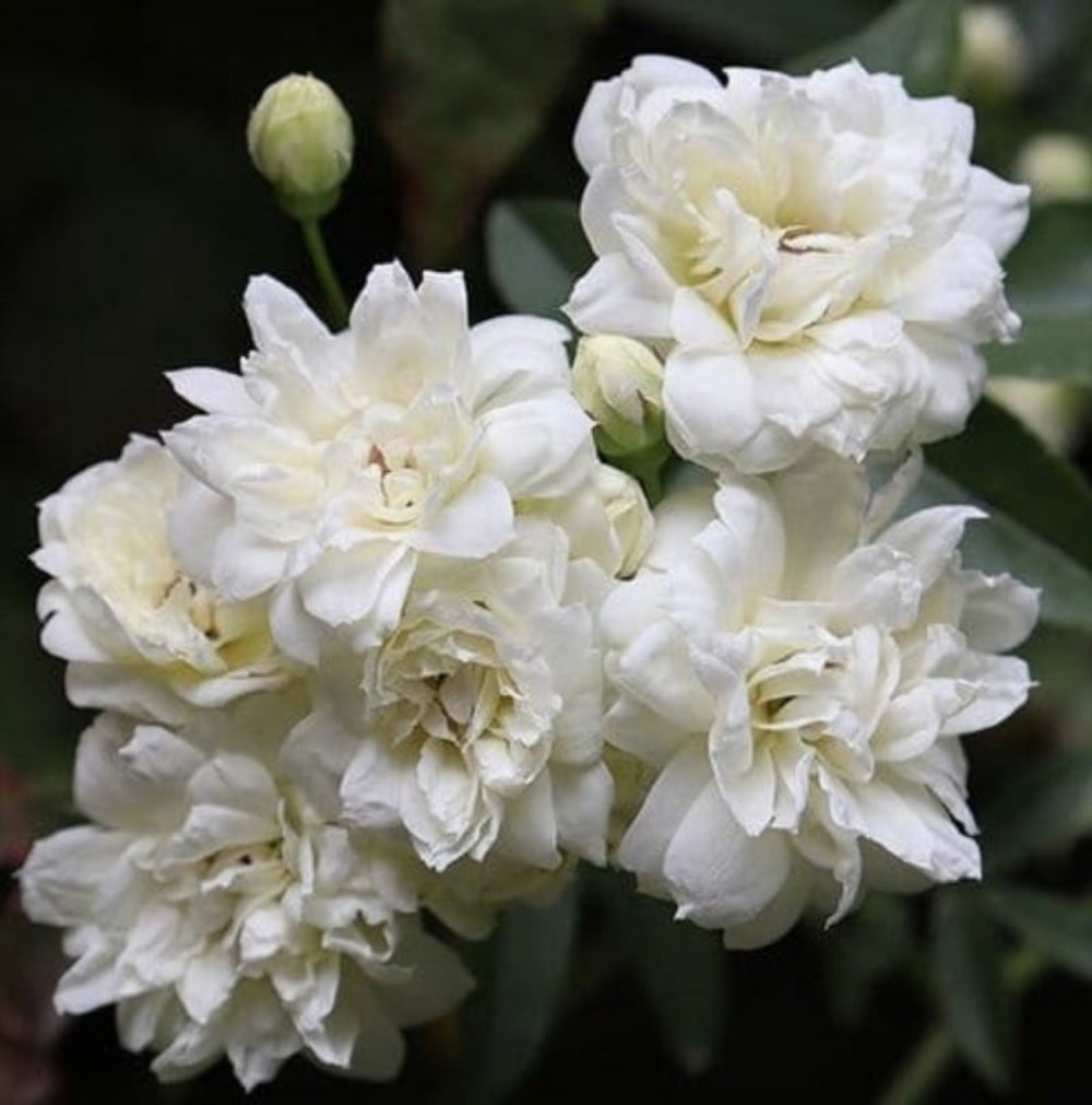 Rosier grimpant de banks double blanc (rosa banksiae 'alba plena')